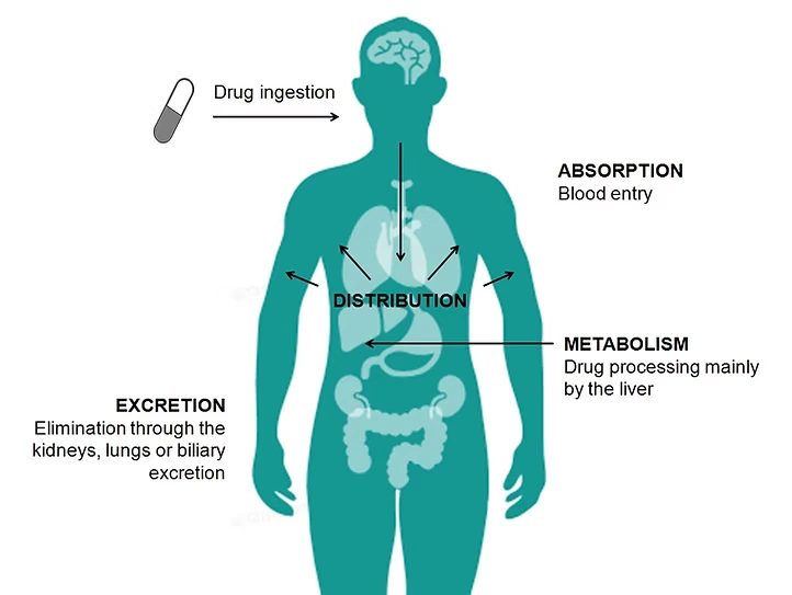What is Pharmacokinetics?