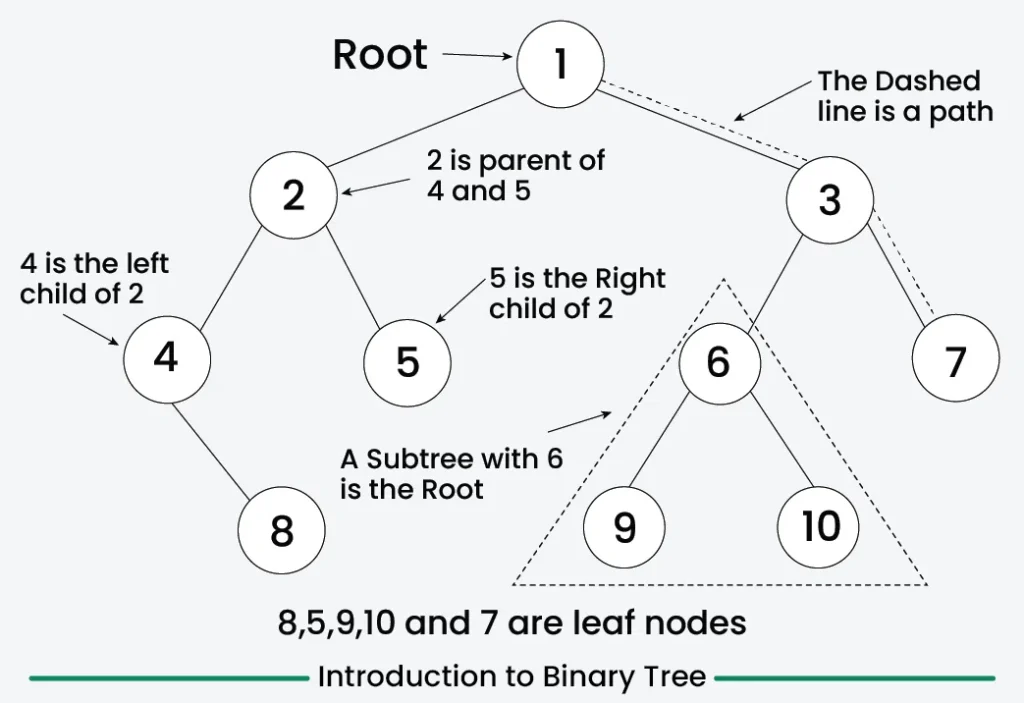 Binary Tree Terminology